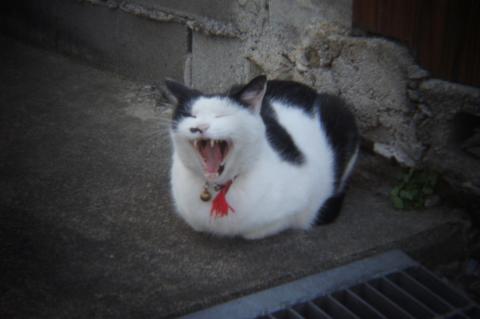 猫のあくび(HL-S)