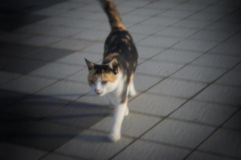 HL-S:三毛猫歩き.JPG