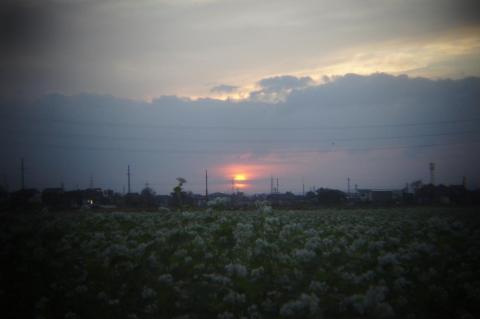 HL-S:夕日と蕎麦畑.JPG