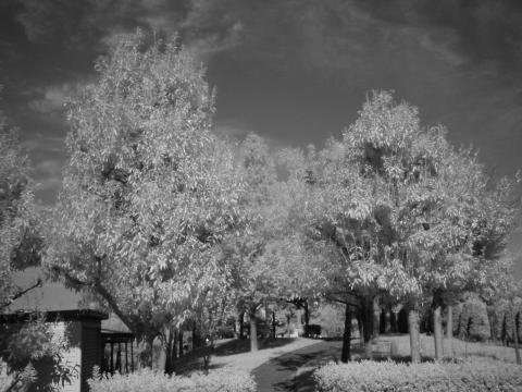 F537IR IRフィルター無し