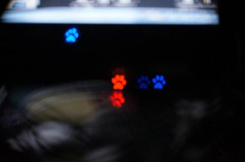 ディスプレイライト(肉級?)