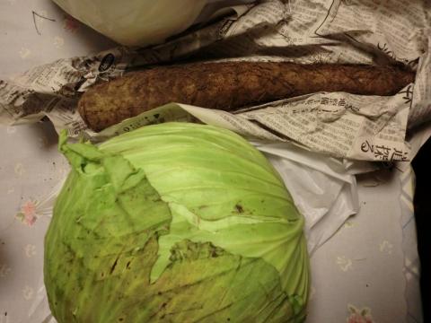 キャベツと長芋