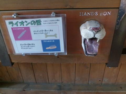 ライオンの歯