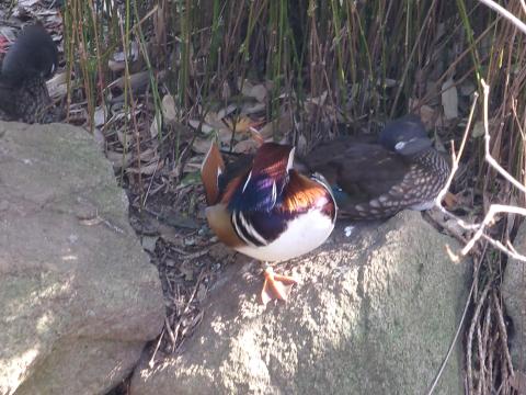 オシドリ(ペア)