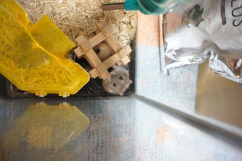 NEX-5Dの単焦点レンズで普通に撮影