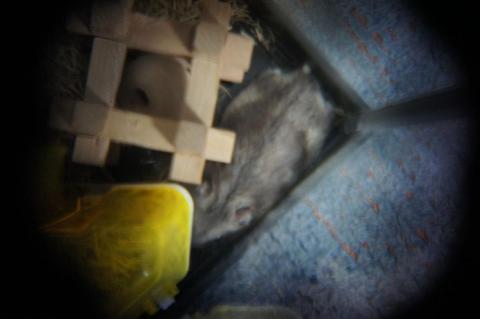 Holga Lens HL(W)-SNのみで撮ってみた例