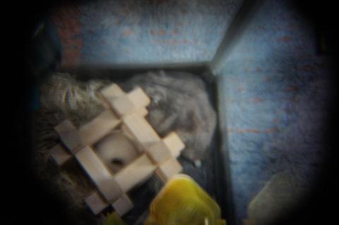 Holga Lens HT-25 Tele lensで撮ってみた例