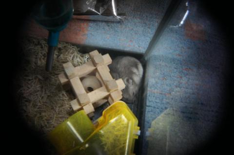 Holga Lens HW-05 Wide lensで撮ってみた例