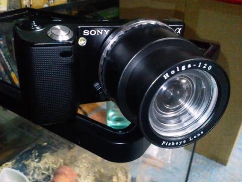 Holga Lens Fisheye Lens