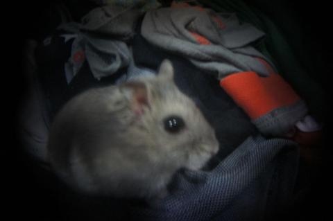 Holga Lens Fisheye Lensで撮ってみた例(1)