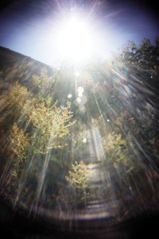 Holga Fisheye 逆光