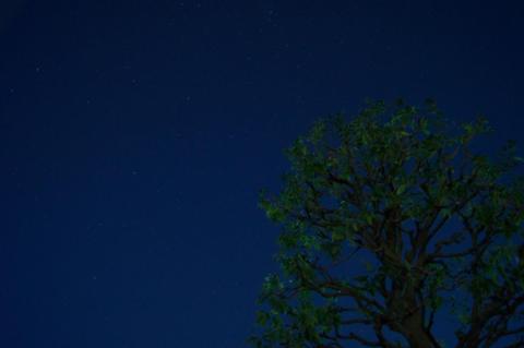 木の下から(18-55SAM F3.5 5秒 ISO1600)